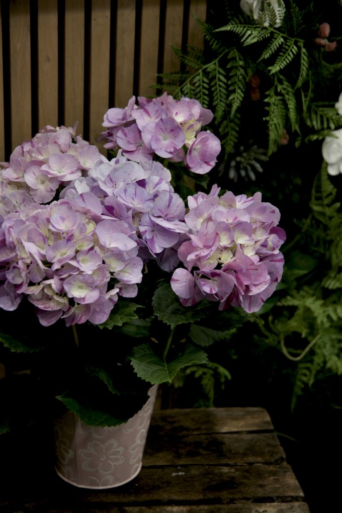 Coup de coeur du jour : l'hortensia photo 1